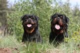 ROTTWEILER 198